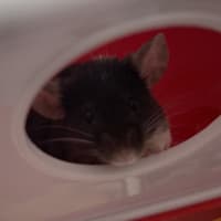 Photo of Wasabi