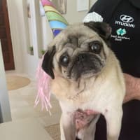 Photo of Blossom 🌸