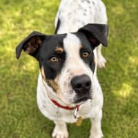 Photo of Patch