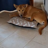 Photo of Boo