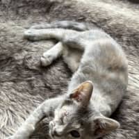 Photo of Skipper