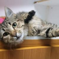 Photo of Cherry