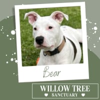 Photo of Bear