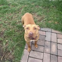 Photo of Sweetie
