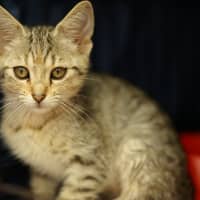 Photo of Nala 