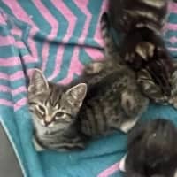 Photo of Obi Wan   Meet Me @ Petstock Kingsford