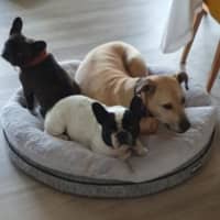 Photo of Archie & Marley   7 Year Old French Bulldog