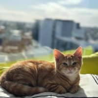 Photo of Fred (Ginger)