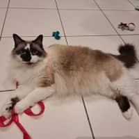 Photo of Smokey