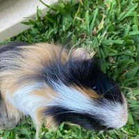 Photo of Pumpkin & Bean