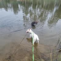 Photo of Remus