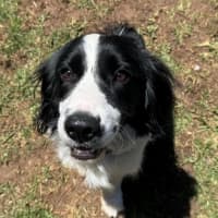 Photo of Buddy