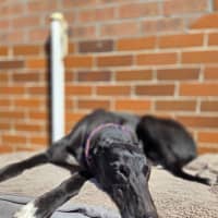 Photo of Drew, The Greyhound