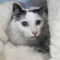 Photo of Fergus