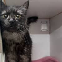 Photo of Shadow