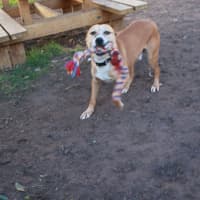 Photo of Toby