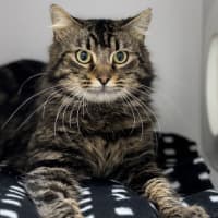 Photo of Basil