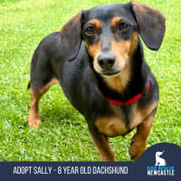 Photo of Sally   8 Year Old Dachshund