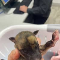 Photo of Tin Tin 27kg