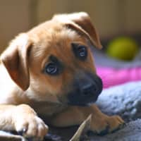 Photo of Sundae