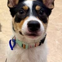 Photo of Polly   1 Year Old Cattle Dog X