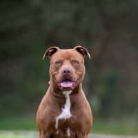 Photo of Mocha