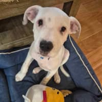 Photo of Winston