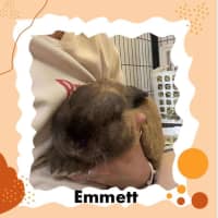 Photo of Emmett