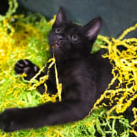 Photo of Jelly Belly