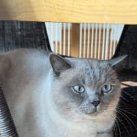 Photo of Ollie & Kobe