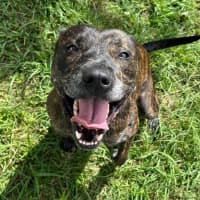 Photo of Chase (8999)