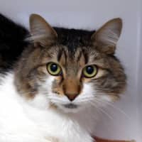 Photo of Smokey Rsua013899