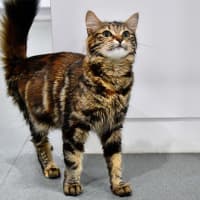 Photo of Purrfessor Minerva