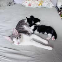 Photo of Pixie 🧚🏻 The Princess 👑 