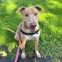 Photo of Geordie