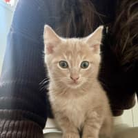 Photo of Hiccup