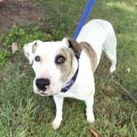 Photo of Lindy *$250 Adoption Fee*