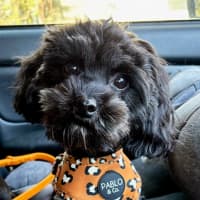 Photo of Belle 