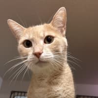 Photo of Peaches