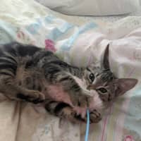 Photo of Felix