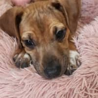 Photo of Paisley   5 Month Old Kelpie X Jack Russell