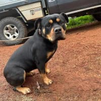 Photo of Marshmallow