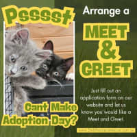 Photo of Arkham **2nd Chance Cat Rescue**