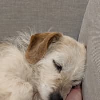 Photo of Sparky