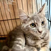 Photo of Romeo