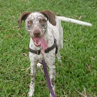 Photo of Pepper