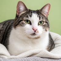 Photo of Soxie