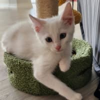 Photo of Snowball