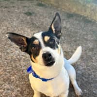 Photo of Mickey   6 Year Old Mini Fox Terrier
