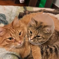 Photo of Nala & Simba